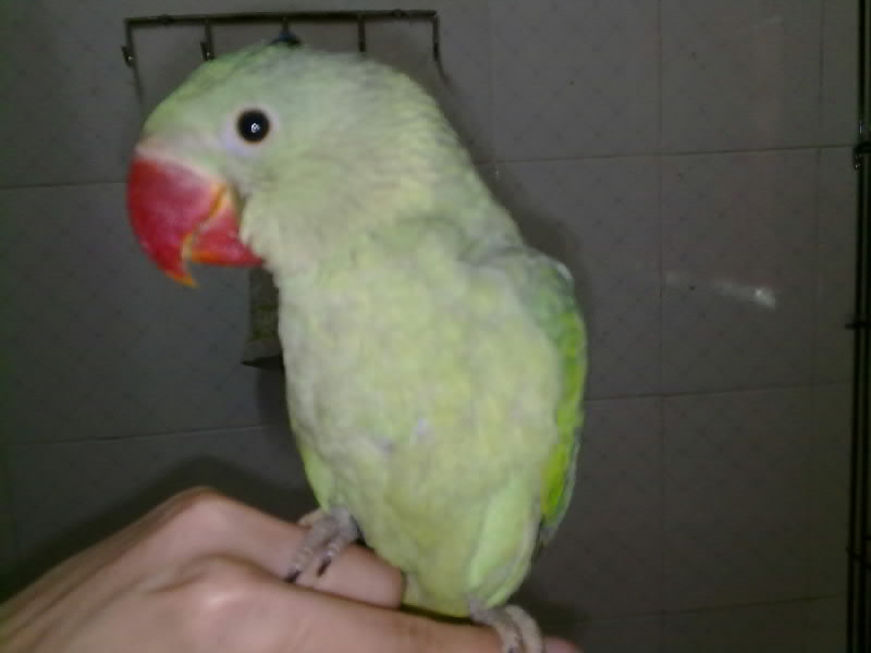 JDB电子试玩网页版