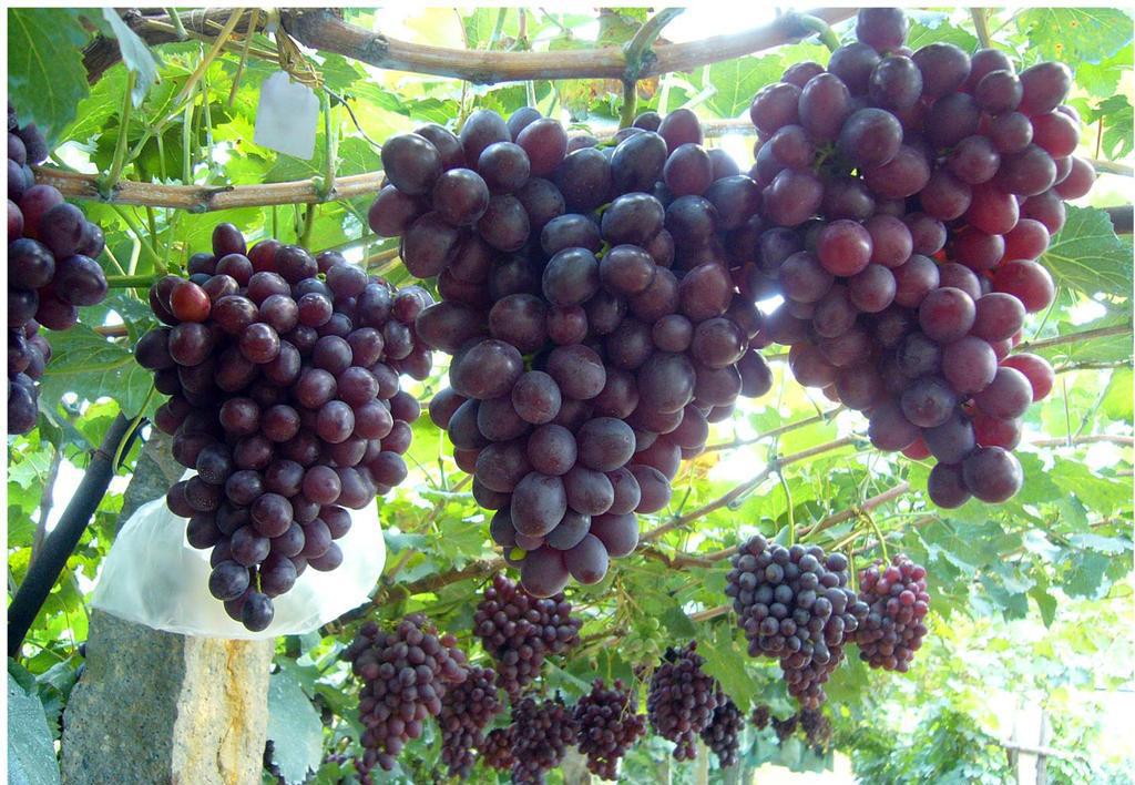 JDB电子试玩网页版