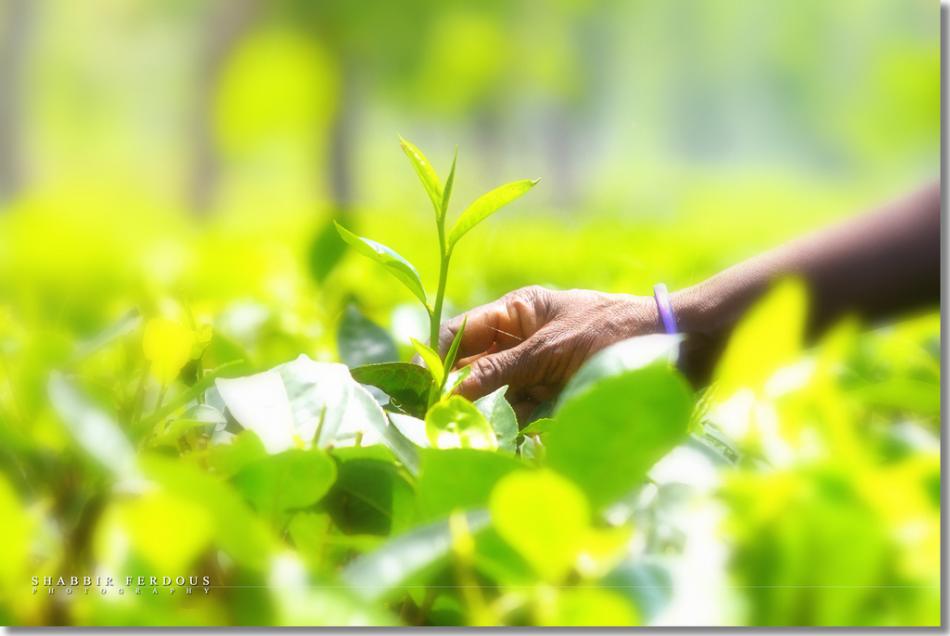 JDB电子试玩网页版