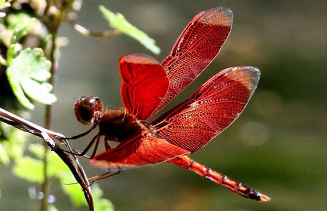 恭喜楚天都市沁园业主成功签约合建装饰【JDB电子游戏官网】(图1) JDB电子试玩网页版