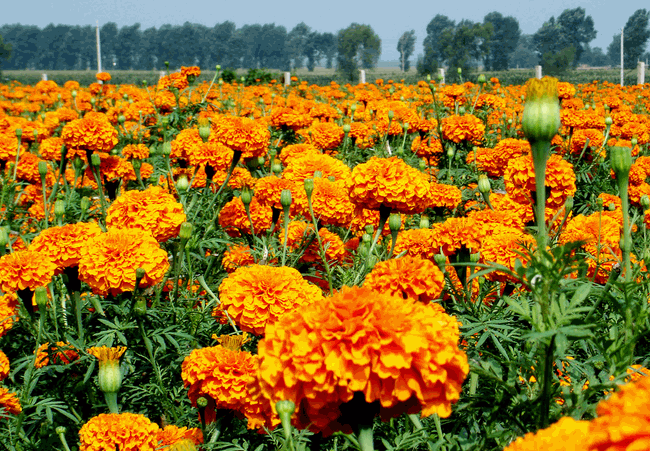 JDB电子试玩网页版