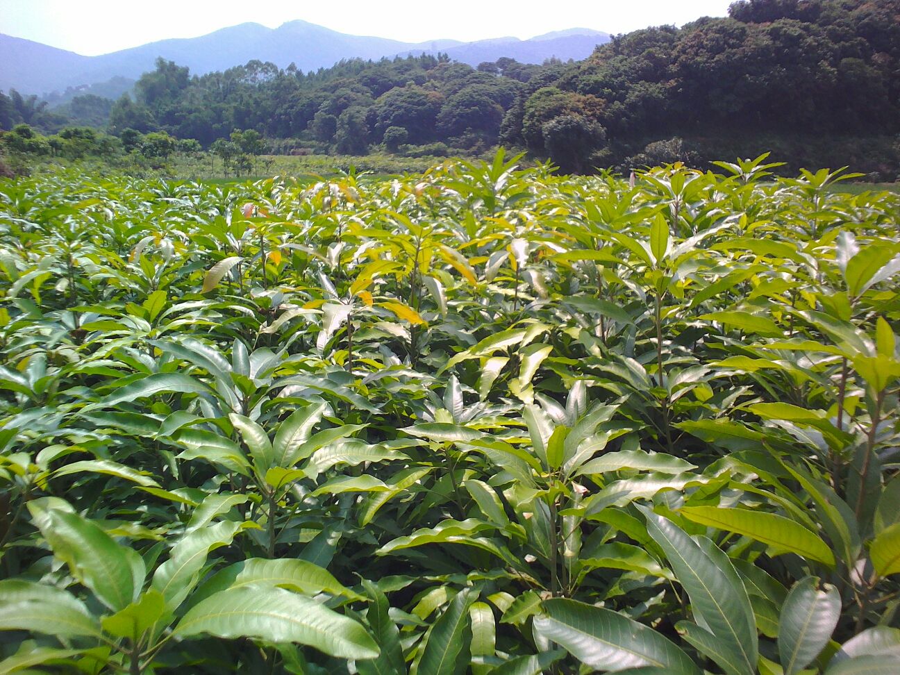 JDB电子游戏官网